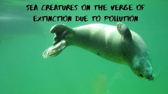 Water creatures on the verge of extinction due to water pollution